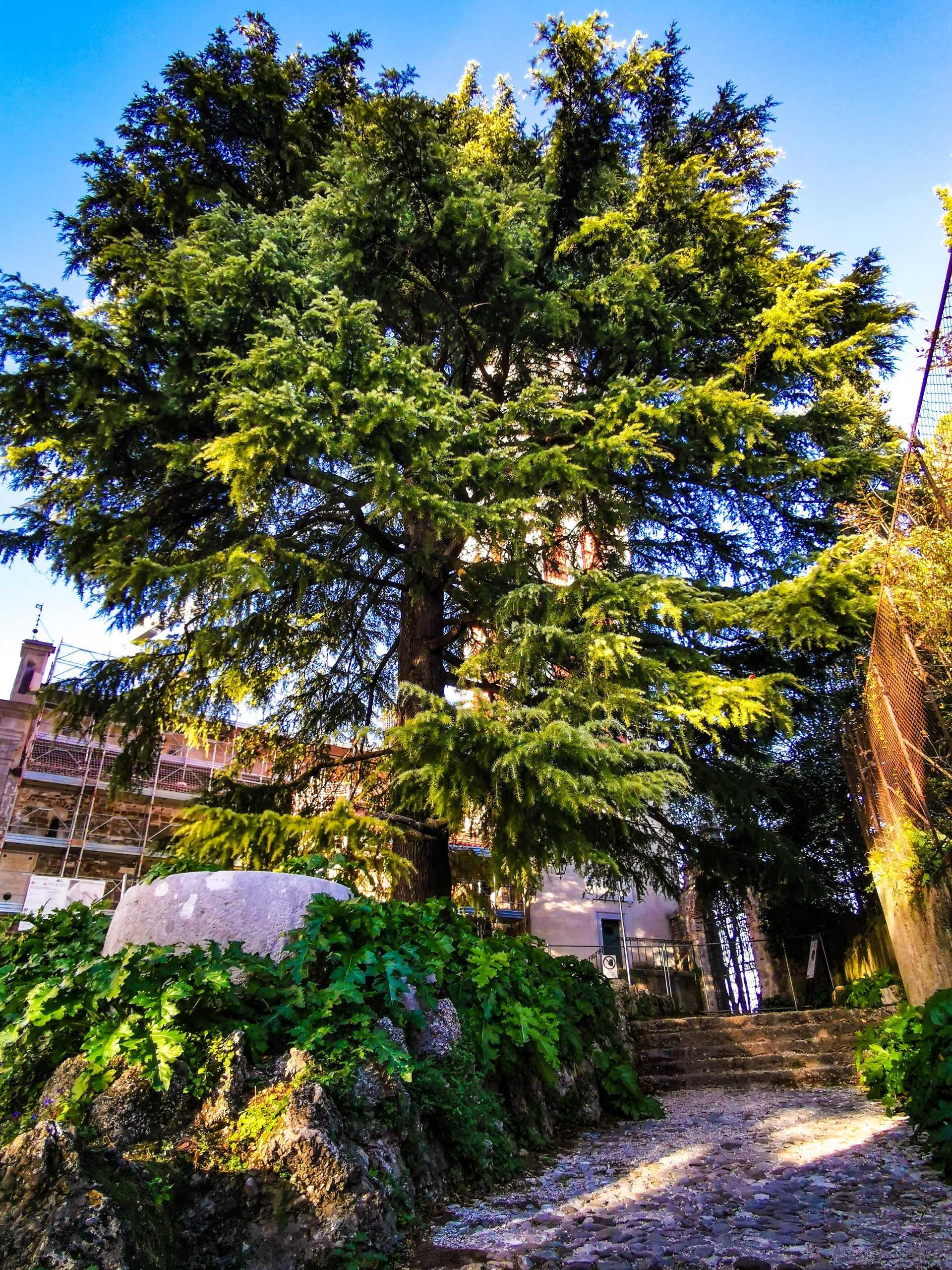 Cedro dell'Himalaya del Castello Cedro dell'Himalaya del Castello