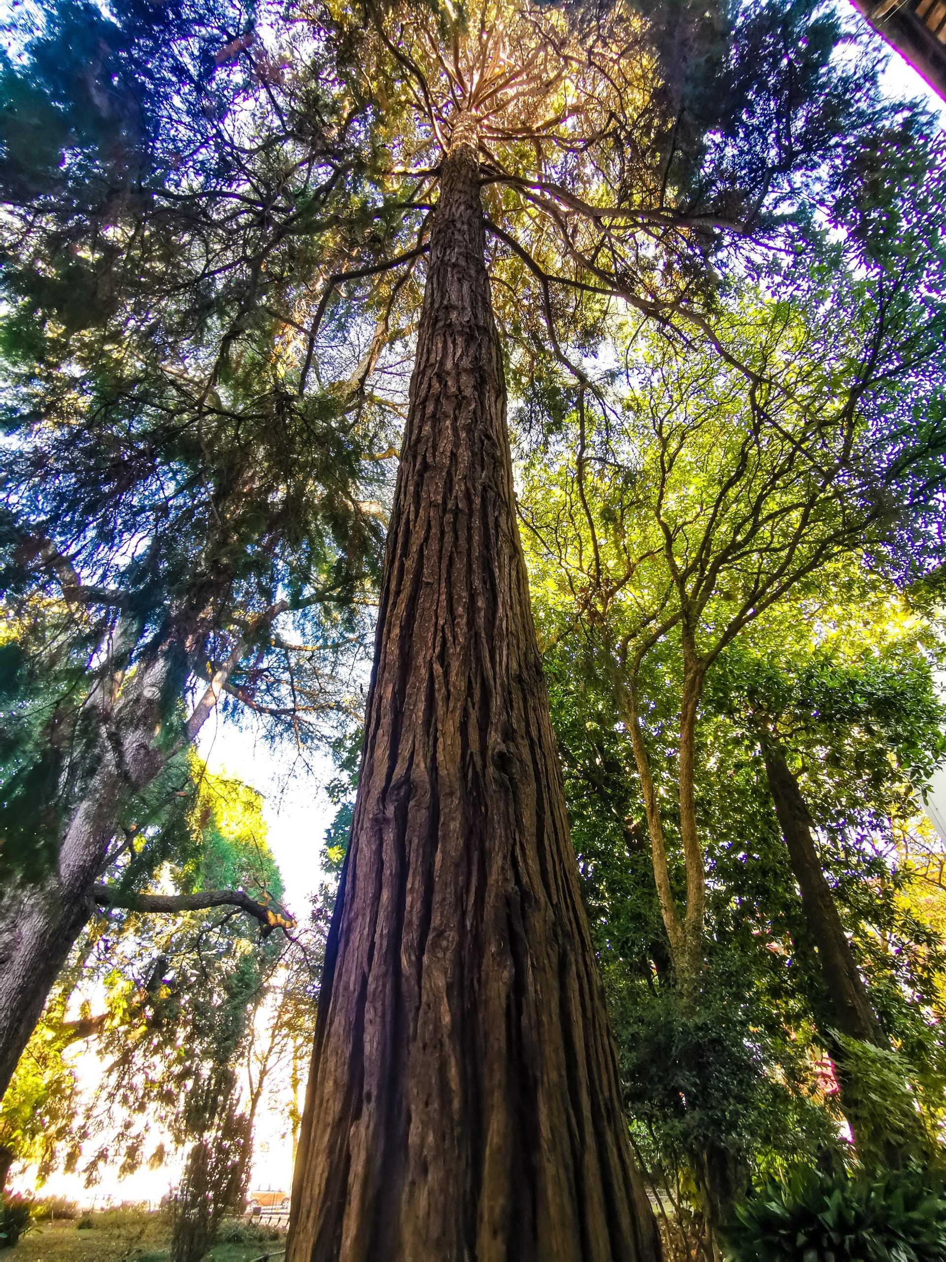 Giornata nazionale degli Alberi