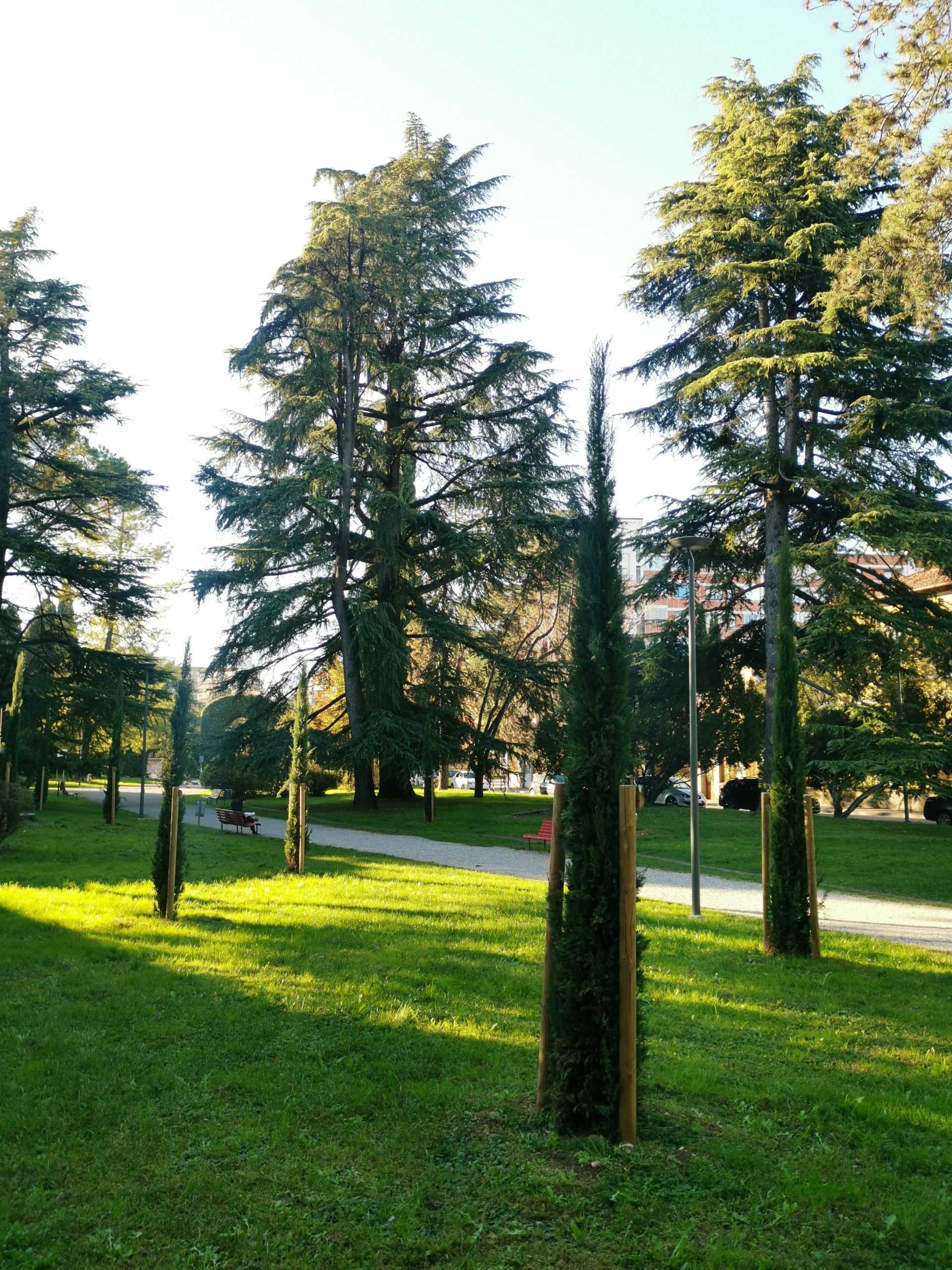 Alcune delle nuove piantumazioni Alcune delle nuove piantumazioni