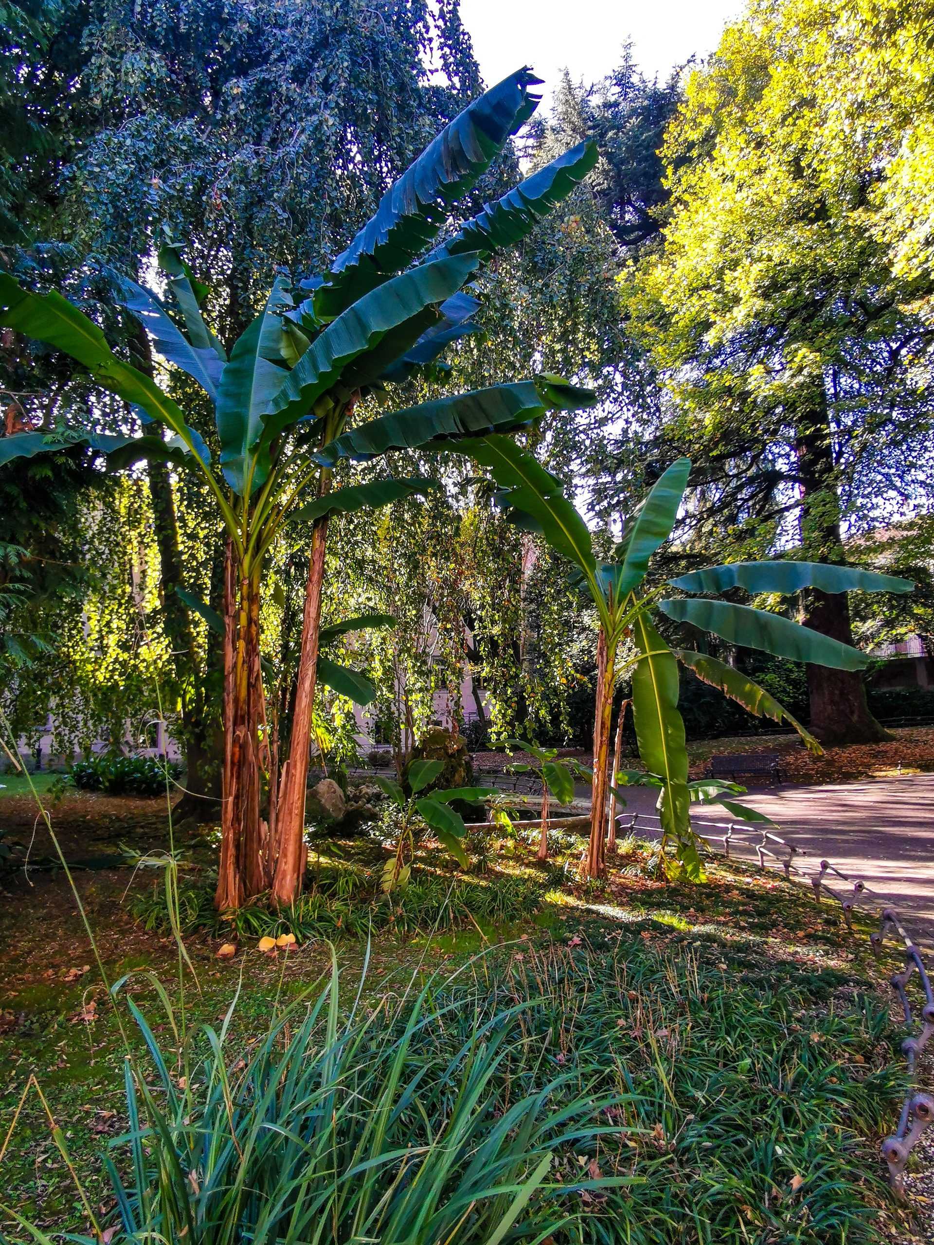 Giardino Ricasoli