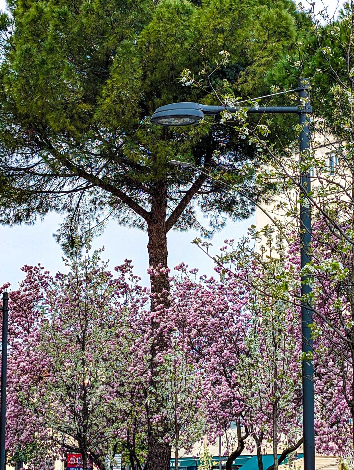 alberi borgo stazione borgo stazione