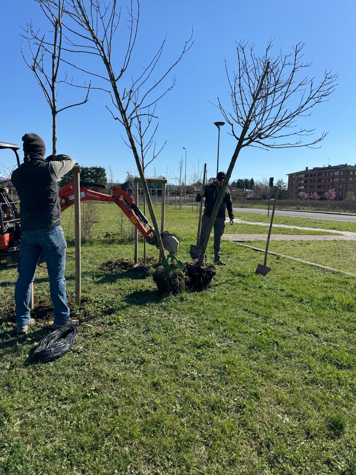 34 alberi sostituiti