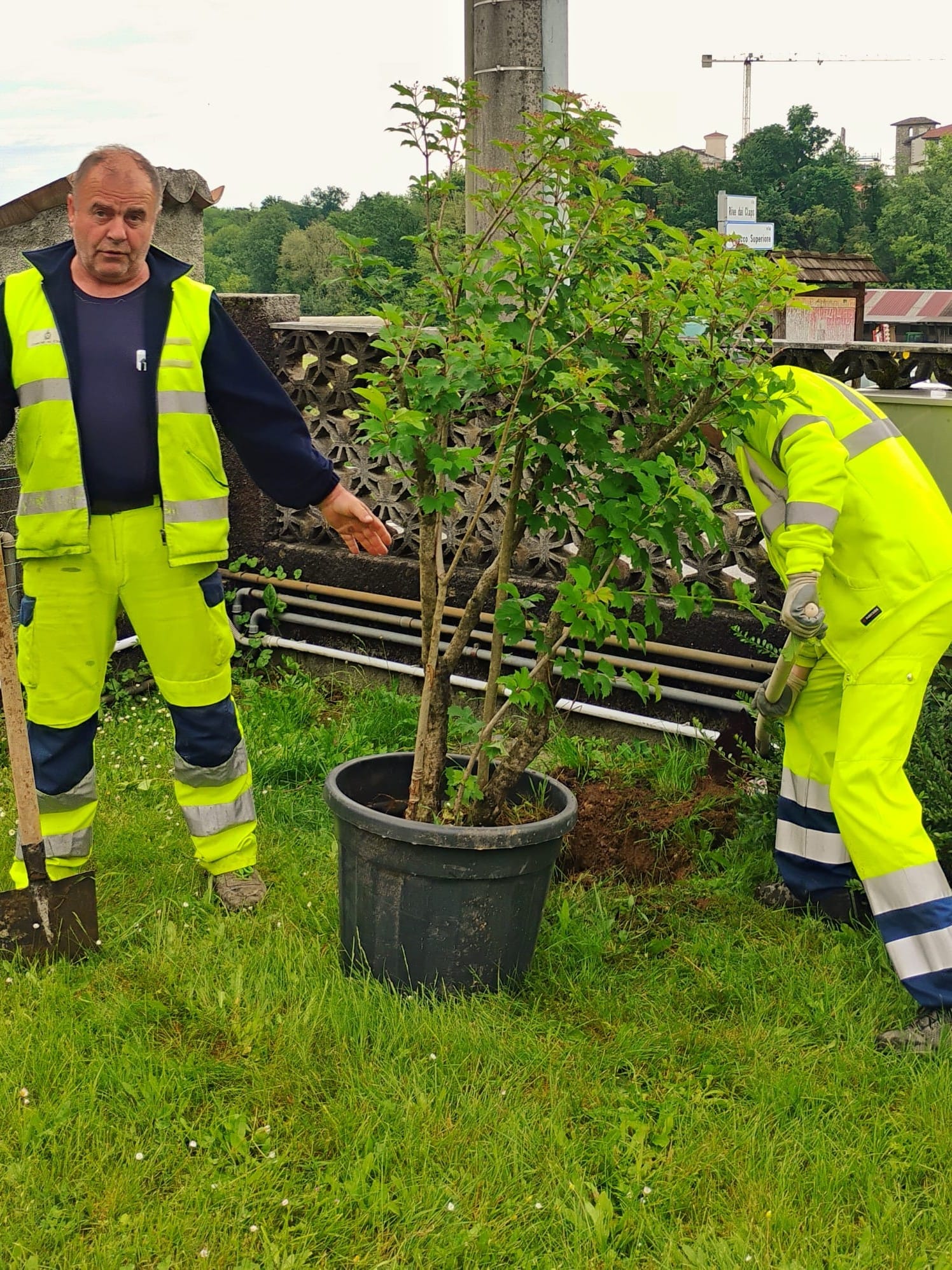 viburno rosso