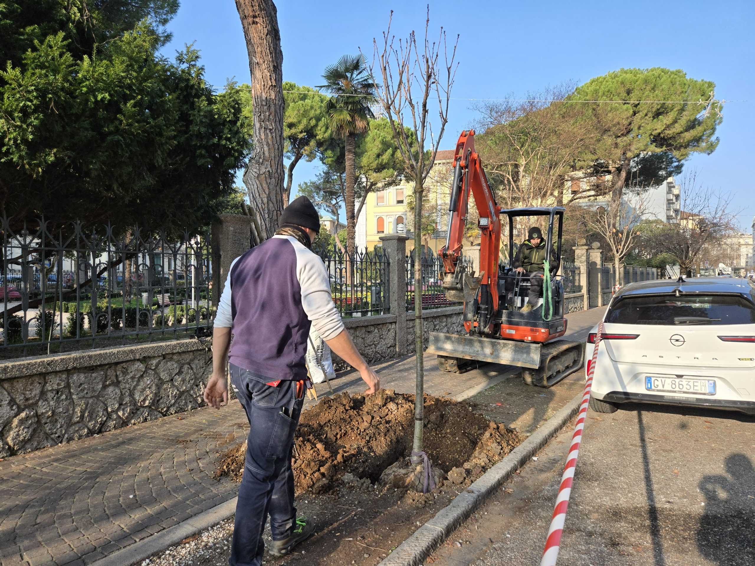 La piantumazione dei nuovi alberi in via Carducci La piantumazione dei nuovi alberi in via Carducci