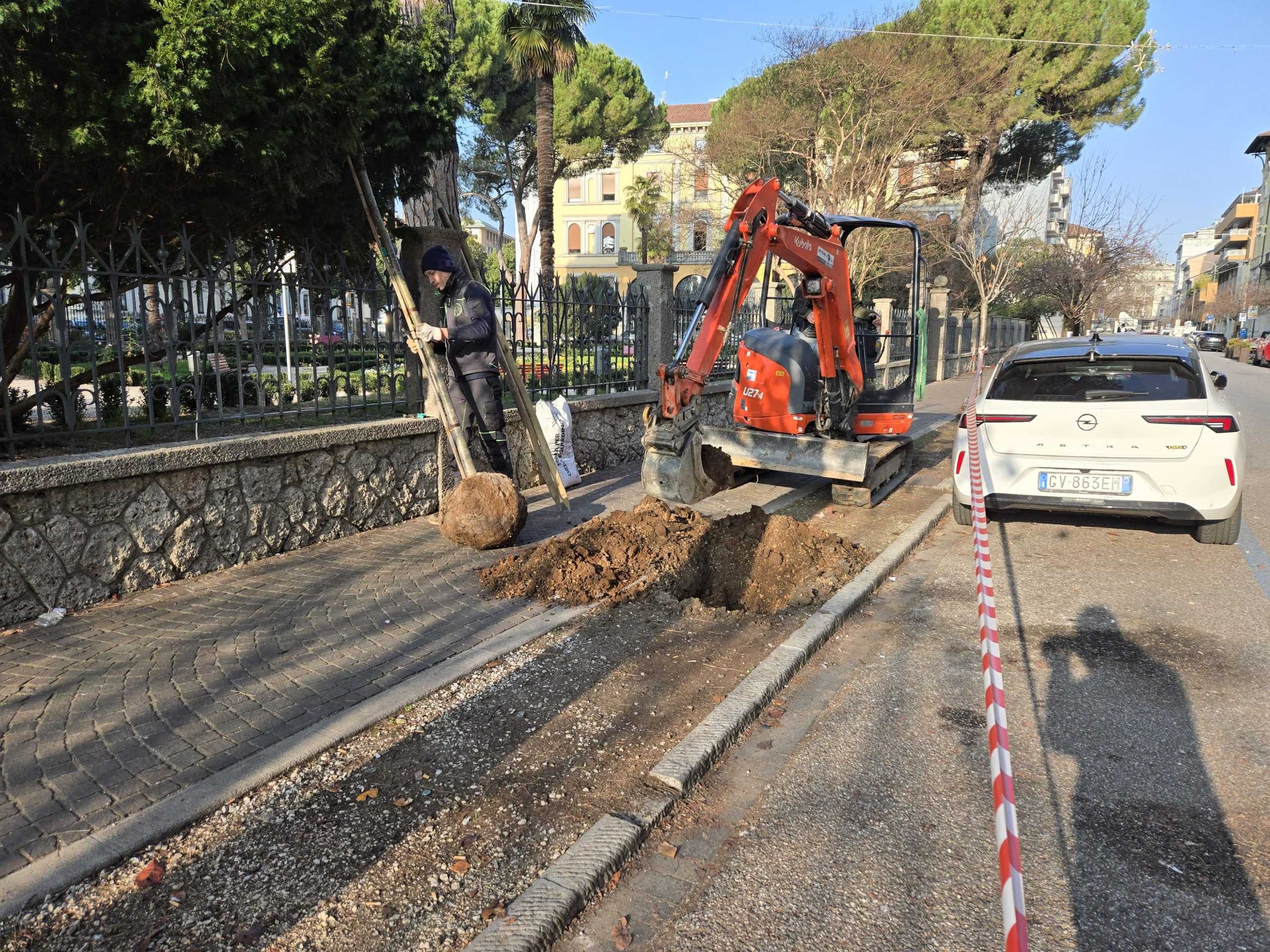 La piantumazione dei nuovi alberi in via Carducci La piantumazione dei nuovi alberi in via Carducci
