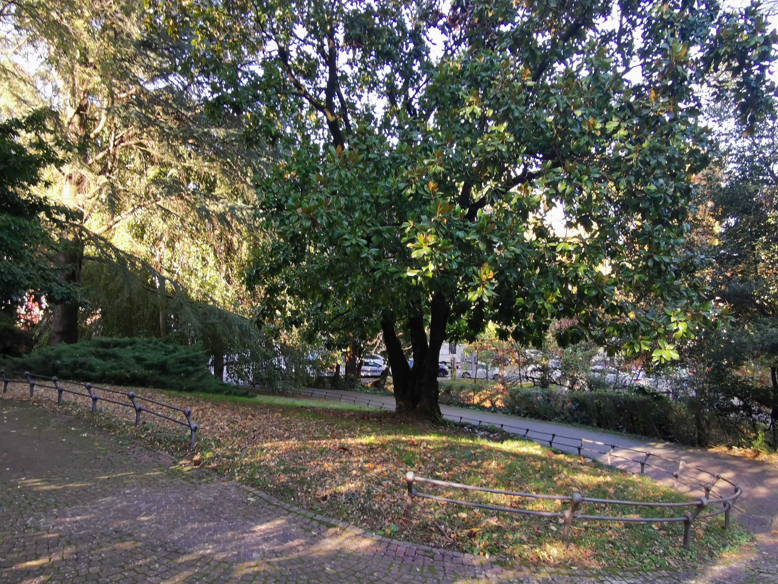 Il Piano del Verde nella trasformazione sostenibile della città: l’esperienza di Udine e lo scenario nazionale