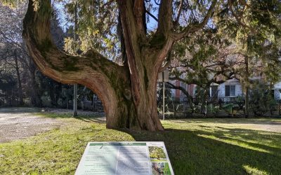 alberi monumentali udine