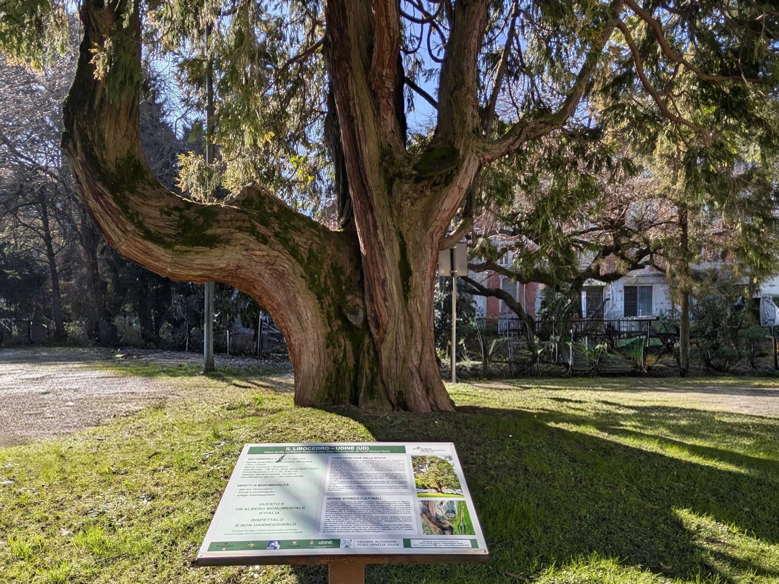 Udine celebra i suoi alberi monumentali: nuovi percorsi tra natura e storia
