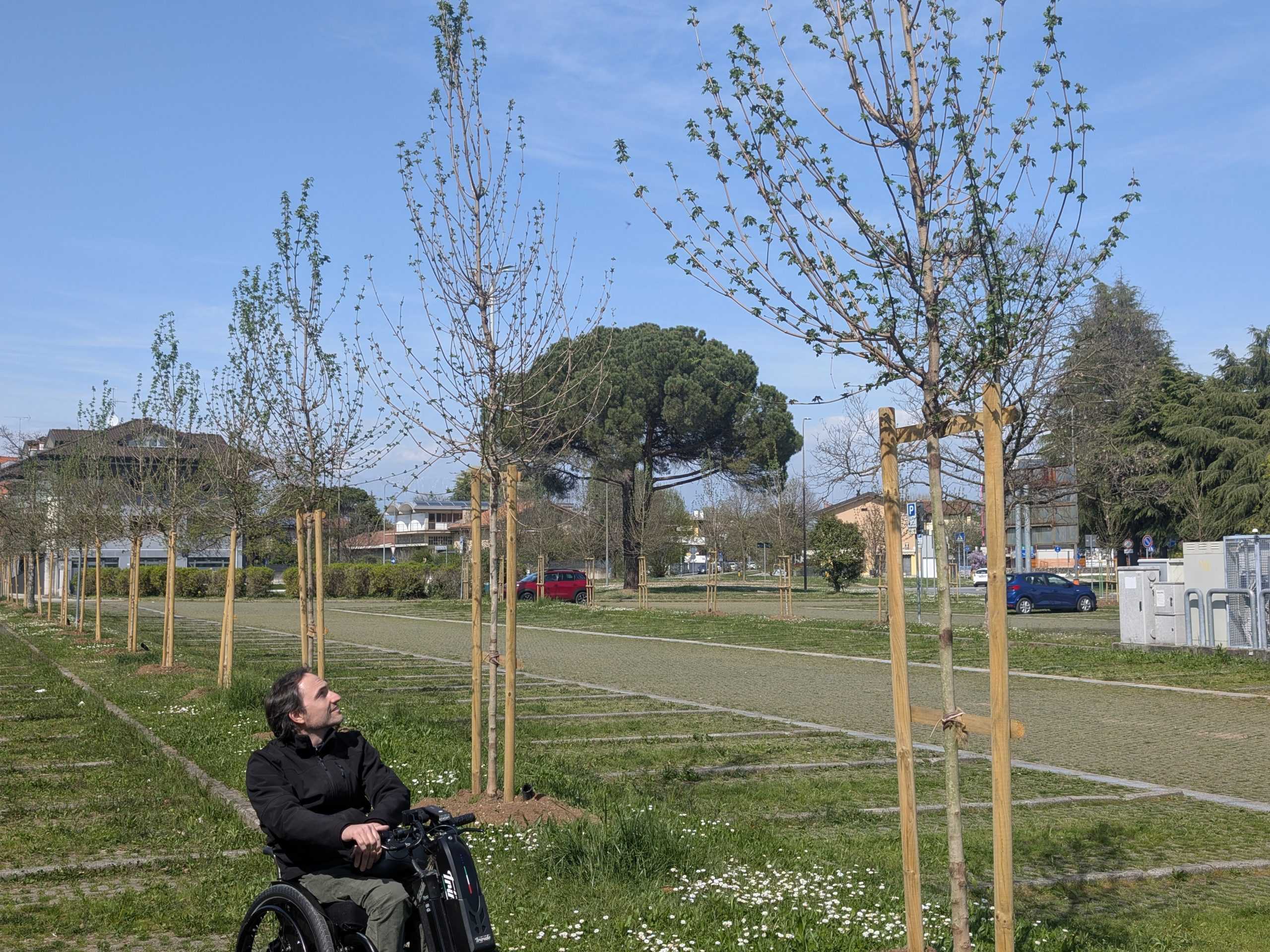 nuovi alberi 2026