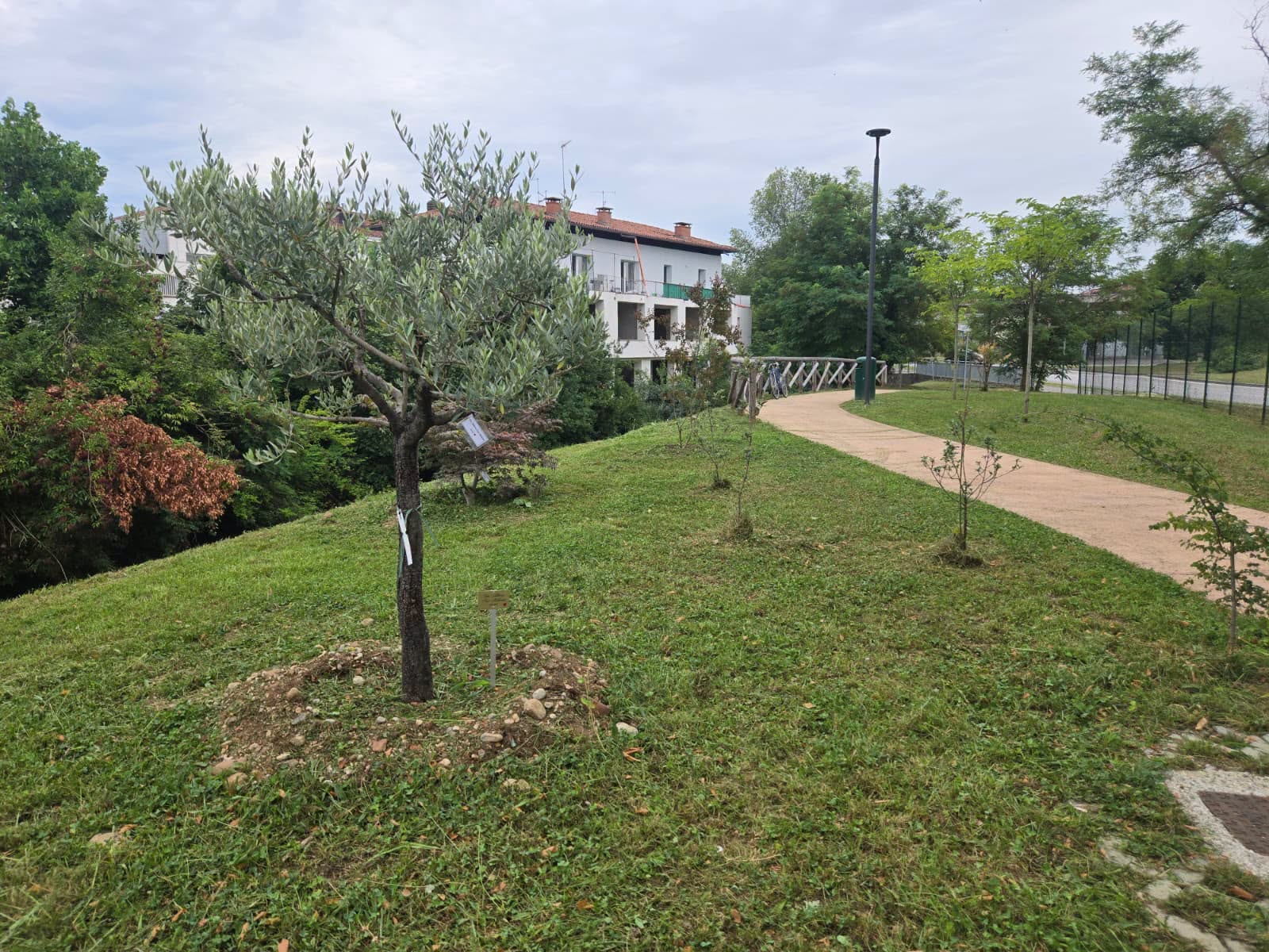 Alcuni alberi piantati nell'area verde Alcuni alberi piantati nell'area verde