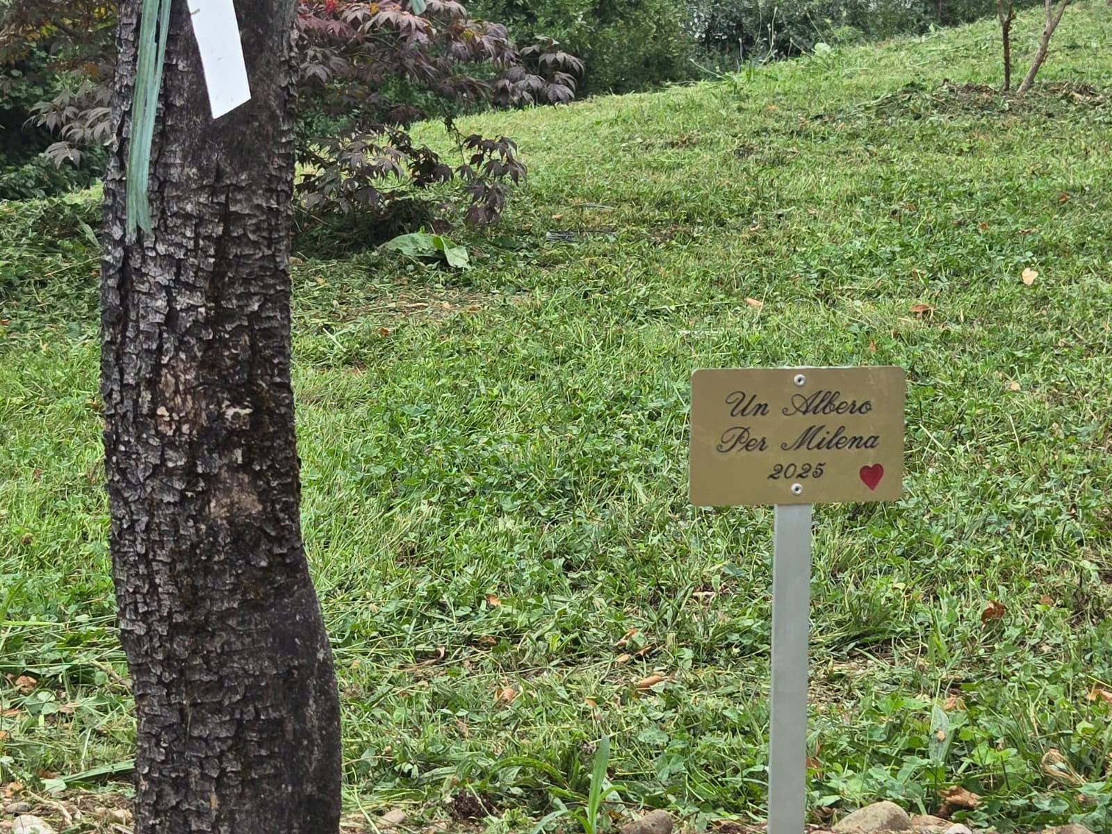 La targa posizionata vicino a un albero La targa posizionata vicino a un albero