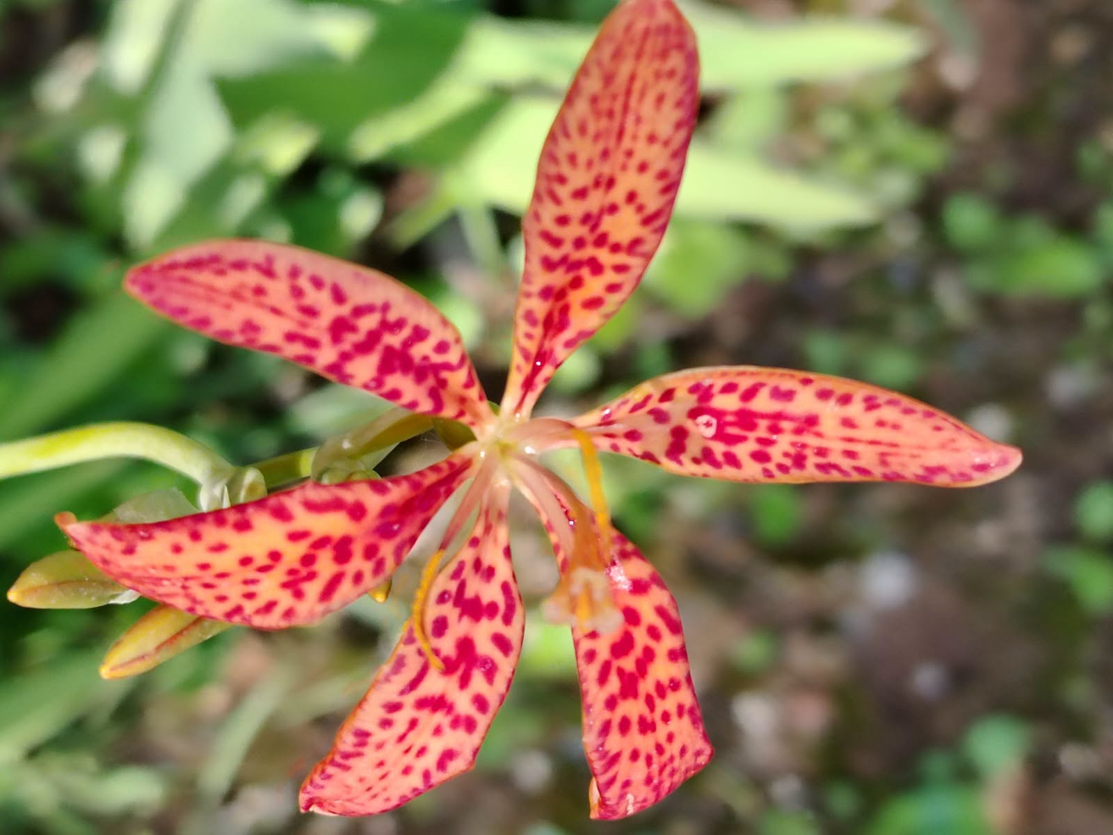 Orto botanico